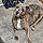 Sadie