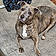 Sadie