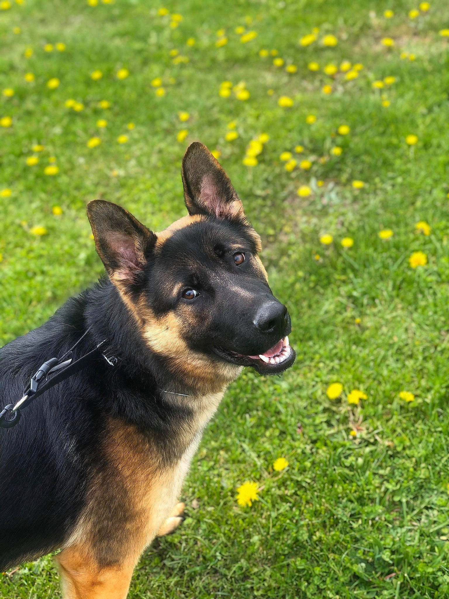 Ace joined the competition — help win amazing prizes! belgian_shepherd_malinois, bohemian_shepherd, canidae, carnivore, dog, dog_breed, east_european_shepherd, german_shepherd_dog, grass, king_shepherd, kunming_wolfdog, mammal, old_german_shepherd_dog, plant, police_dog, rare_breed_dog, shiloh_shepherd_dog, snout, vertebrate, working_dog