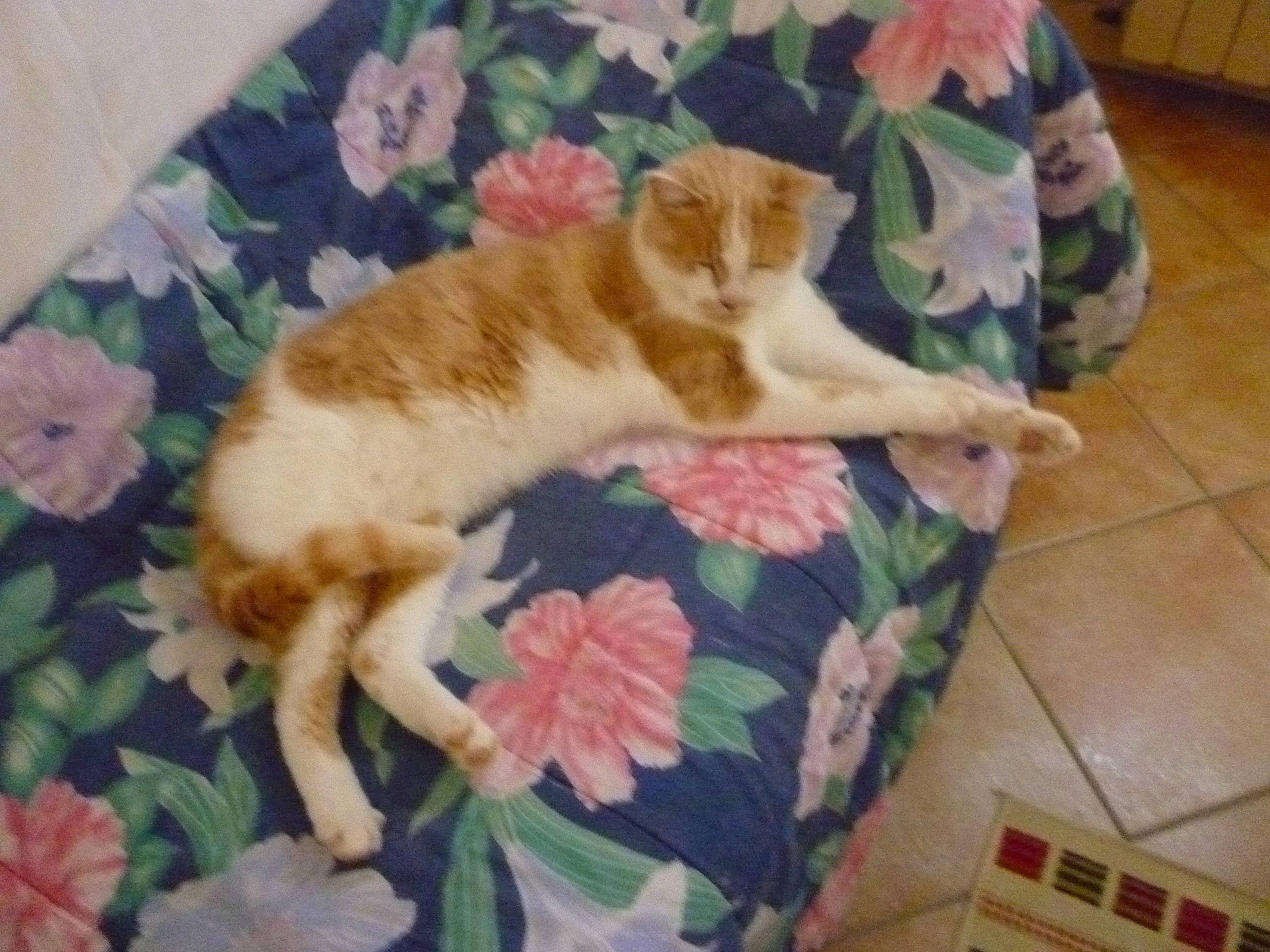 Dandy participe au concours pour gagner de l'argent avec cette photo : carnivore, cat, cat_supply, comfort, companion_dog, domestic_short_haired_cat, fawn, felidae, flooring, fur, hardwood, linens, pattern, paw, room, small_to_medium_sized_cats, tail, terrestrial_animal, whiskers, wood