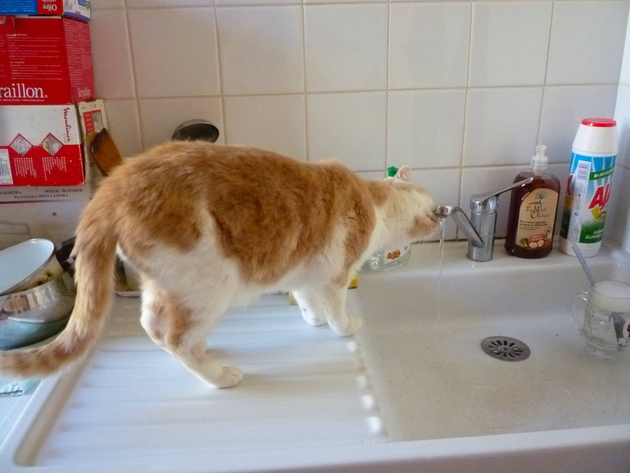 Dandy a rejoint le concours — aidez-le/la à gagner de superbes lots ! bathroom_sink, carnivore, cat, companion_dog, dog_breed, fawn, felidae, flooring, fluid, hardwood, kitchen_sink, plumbing, plumbing_fixture, sink, small_to_medium_sized_cats, soap_dispenser, tail, tap, whiskers, wood