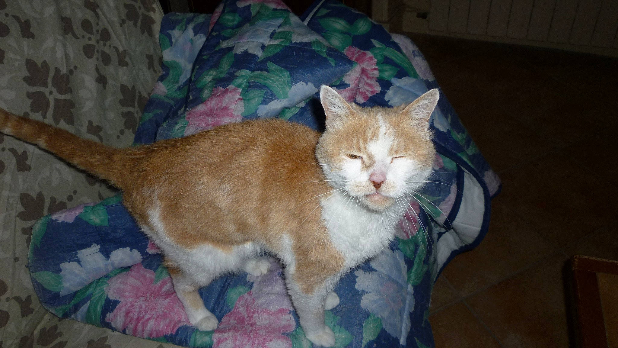 Dandy participe au concours pour gagner de l'argent avec cette photo : carnivore, cat, cat_supply, claw, comfort, domestic_short_haired_cat, fawn, felidae, fur, hardwood, lap, paw, sitting, small_to_medium_sized_cats, snout, tail, whiskers, wood