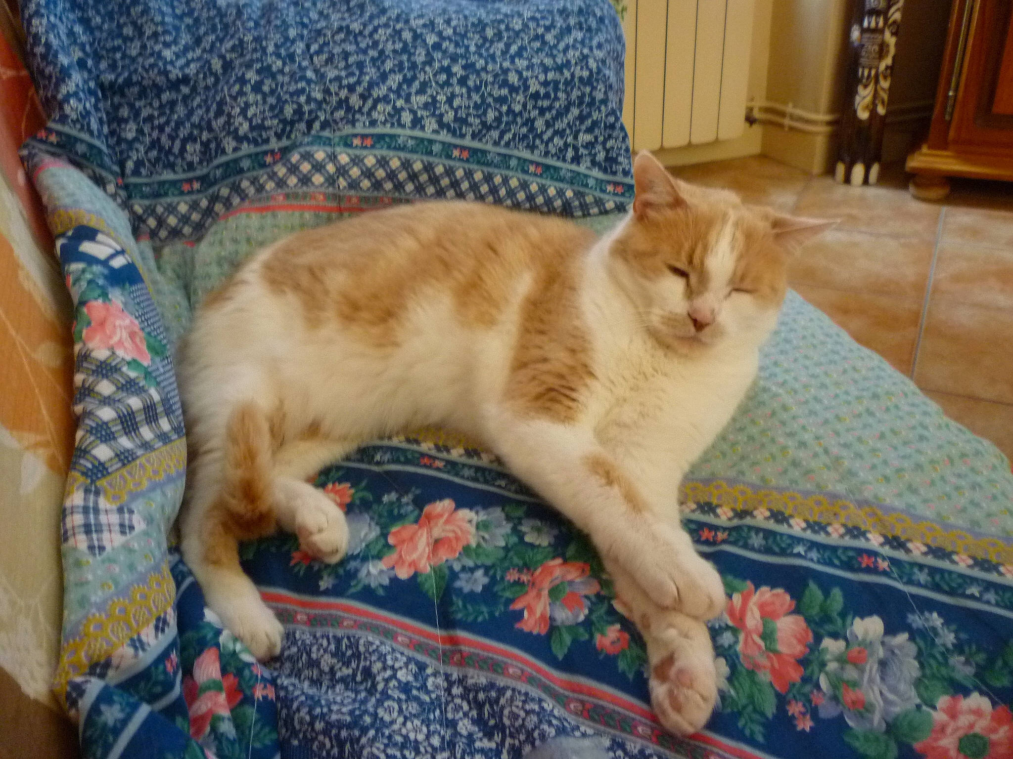 Dandy a rejoint le concours — aidez-le/la à gagner de superbes lots ! carnivore, cat, comfort, couch, domestic_short_haired_cat, door, fawn, felidae, flooring, fur, hardwood, linens, pattern, paw, room, small_to_medium_sized_cats, tail, textile, whiskers, wood