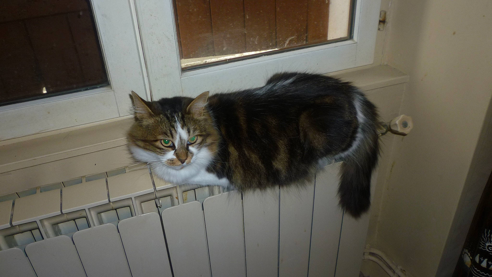 Romy participe au concours pour gagner de l'argent avec cette photo : animal_shelter, carnivore, cat, domestic_short_haired_cat, door, felidae, flooring, fur, hardwood, room, small_to_medium_sized_cats, tail, whiskers, window, wood