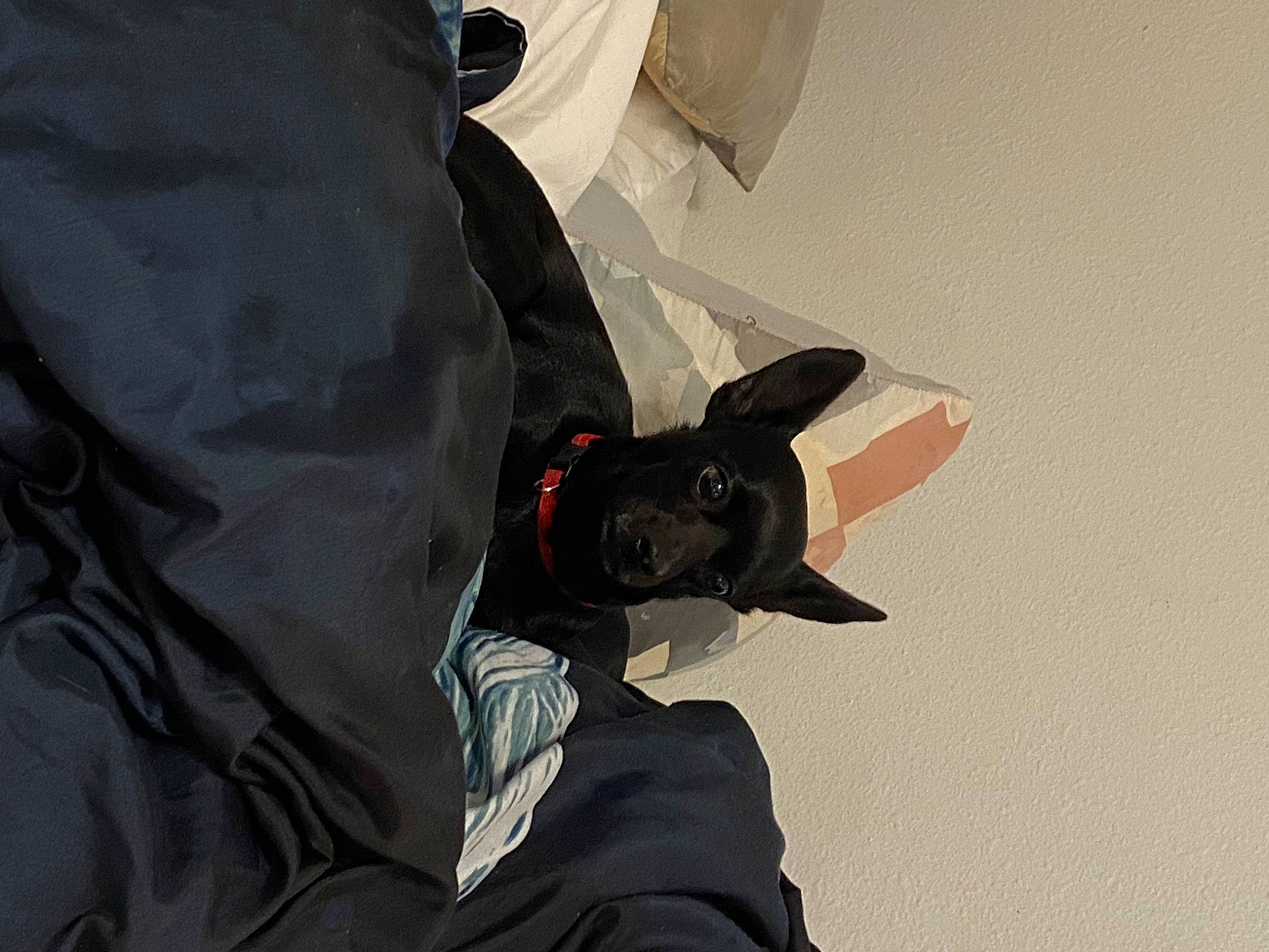 Midnight is registered to the contest to win money with this photo: bag, canidae, carmine, carnivore, dog, dog_breed, dog_supply, fictional_character, fur, guard_dog, non_sporting_group, personal_protective_equipment, recreation, sleeve, sporting_group, whiskers