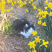 Wendy joined the competition — help win amazing prizes! animal, black_and_white, cat, curious, daffodils, feline, flora, flower_bed, garden, grass, greenery, leaf, nature, outdoor, pet, plants, spring, straw, sunlight, yellow_flowers