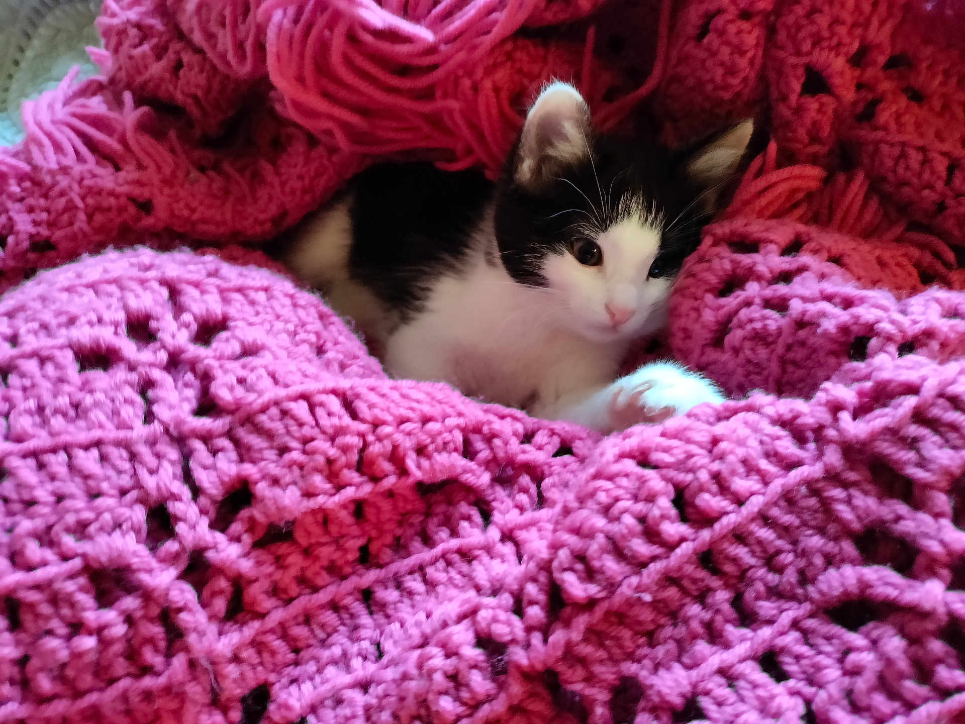 Wendy is registered to the contest to win money with this photo: animal, black_and_white, blanket, cat, comfort, cozy, crochet, cute, fur, indoor, kitten, nestled, pet, pink, resting, small, soft, texture, warm, young