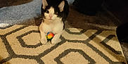 Wendy is registered to the contest to win money with this photo: animal, background, ball, black_and_white, carpet, cat, cozy, curious, domestic, feline, floor, home, indoor, kitten, pattern, pet, playing, shadow, toy, walking