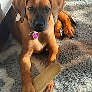 Bria joined the competition — help win amazing prizes! animal, bone, brown_fur, carpet, chew_toy, collar, cozy, cute, dog, domestic_animal, floor, indoor, paw, pet, playful, puppy, relaxed, sunlight, tag, young_dog