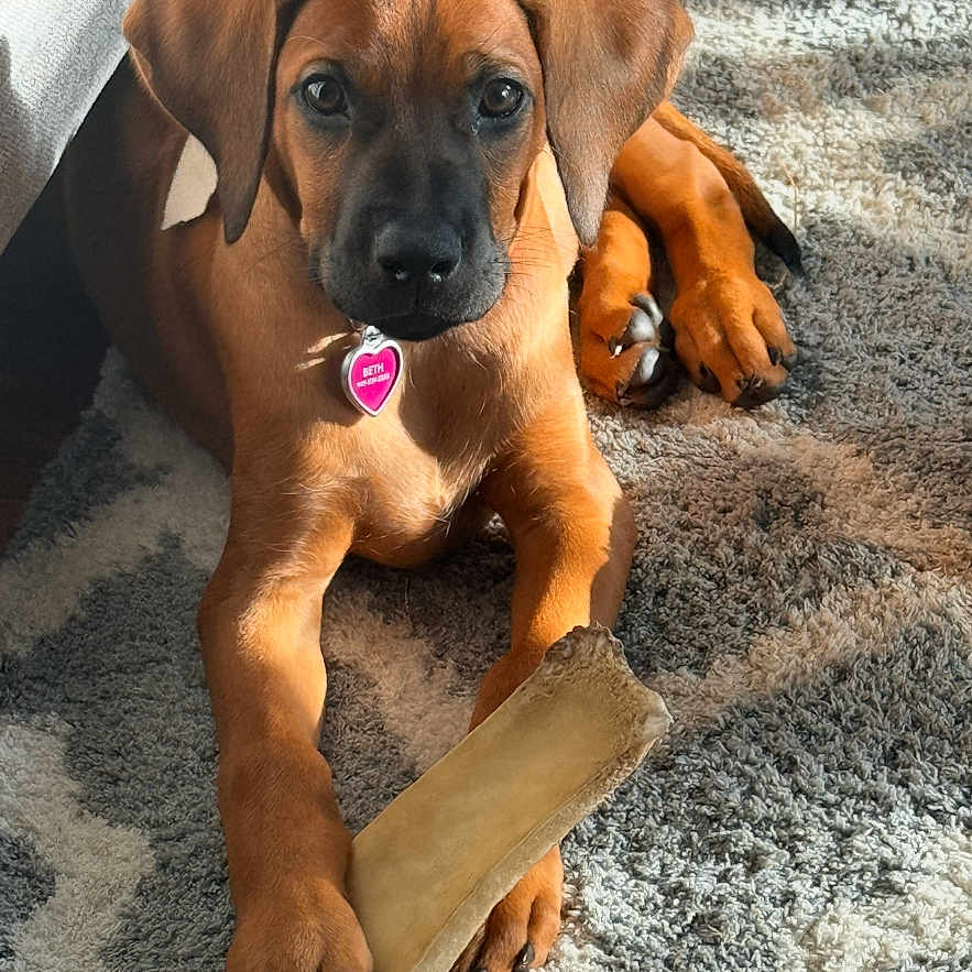 Bria joined the competition — help win amazing prizes! animal, bone, brown_fur, carpet, chew_toy, collar, cozy, cute, dog, domestic_animal, floor, indoor, paw, pet, playful, puppy, relaxed, sunlight, tag, young_dog