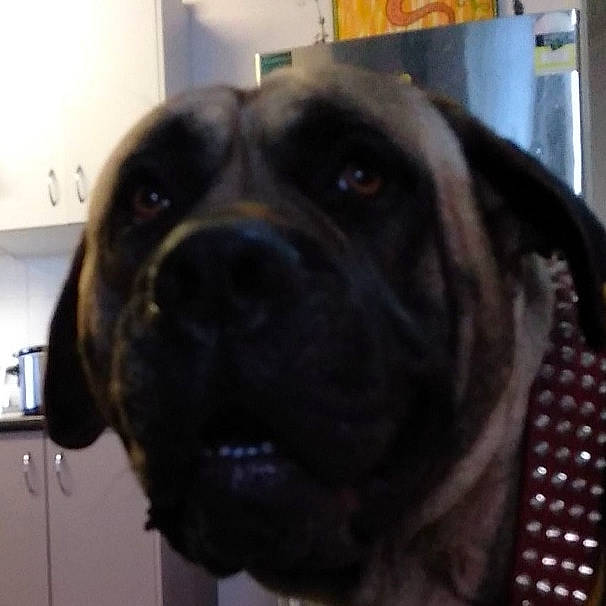 Choppa joined the competition — help win amazing prizes! bandog, boerboel, bullmastiff, cane_corso, canidae, carnivore, dog, dog_breed, english_mastiff, fawn, fila_brasileiro, giant_dog_breed, guard_dog, labrador_retriever, mammal, nose, perro_de_presa_canario, snout, sporting_group, vertebrate