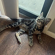 Mongo joined the competition — help win amazing prizes! animal, bell, cat, collar, curious, domestic, ears, eyes, feline, glass_door, home, indoor, looking_up, pet, relaxed, shadow, sunlight, tabby, whiskers, wooden_floor
