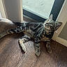 animal, bell, cat, collar, curious, domestic, ears, eyes, feline, glass_door, home, indoor, looking_up, pet, relaxed, shadow, sunlight, tabby, whiskers, wooden_floor