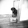 Alpha a rejoint le concours — aidez-le/la à gagner de superbes lots ! animal, black_and_white, container, curious, cute, dog, floor, fur, house, indoor, looking_at_camera, pet, plastic_container, puppy, railing, sitting, small, stair_railing, wooden_floor, young_dog
