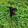 Alpha a rejoint le concours — aidez-le/la à gagner de superbes lots ! animal, black, brown, canine, curious, cute, dog, fur, grass, greenery, leaf, leash, nature, outdoor, pet, plant, puppy, rottweiler, small, young_dog