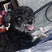 Kobe joined the competition — help win amazing prizes! dog, black_dog, curly_fur, pet, indoor, blanket, bed, happy, tongue_out, headboard, artwork, pattern, cozy, lying_down, fur, animal, cute, companion, smiling, relaxed