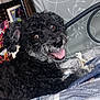 dog, black_dog, curly_fur, pet, indoor, blanket, bed, happy, tongue_out, headboard, artwork, pattern, cozy, lying_down, fur, animal, cute, companion, smiling, relaxed