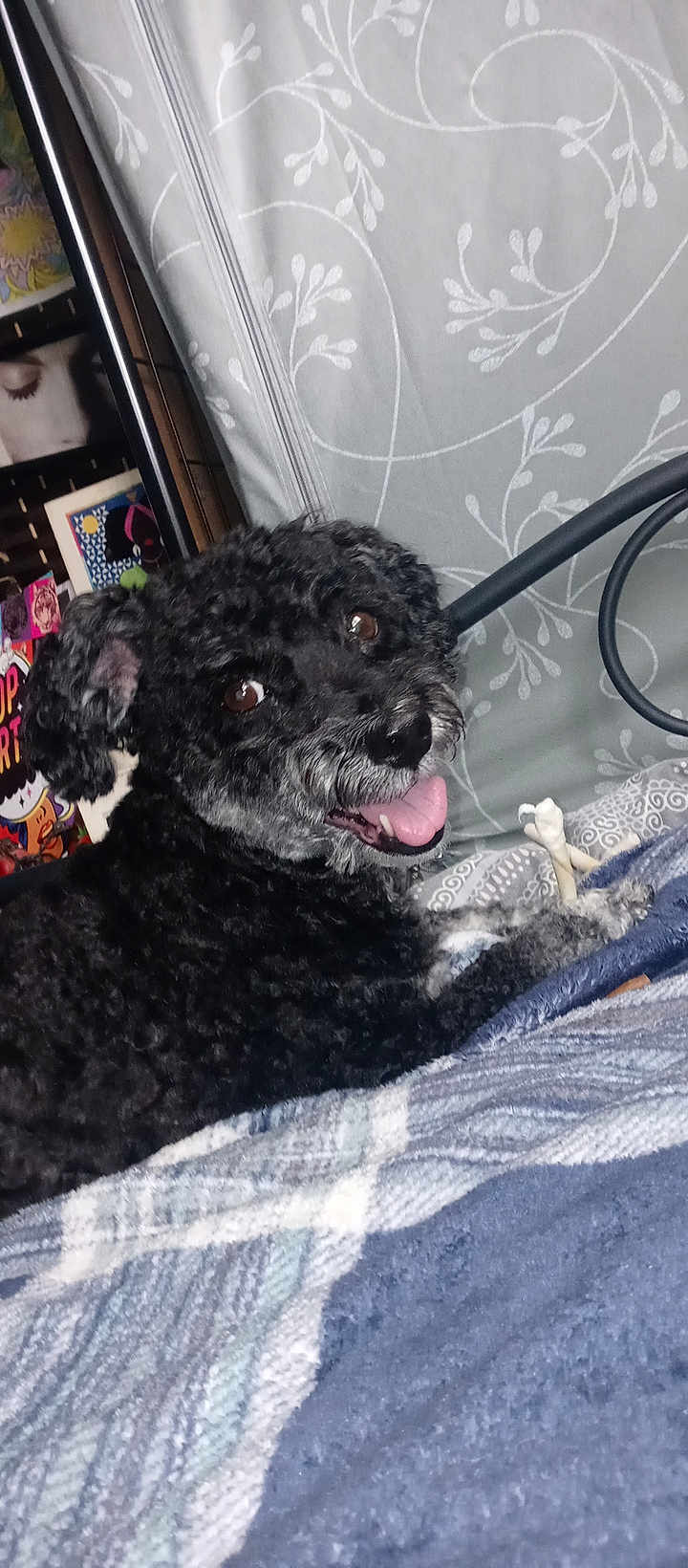 Kobe joined the competition — help win amazing prizes! dog, black_dog, curly_fur, pet, indoor, blanket, bed, happy, tongue_out, headboard, artwork, pattern, cozy, lying_down, fur, animal, cute, companion, smiling, relaxed