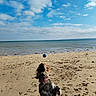 Upsy a rejoint le concours — aidez-le/la à gagner de superbes lots ! animal, ball, beach, clouds, coast, collar, daytime, dog, fun, jumping, leash, nature, ocean, outdoor, pet, playful, sand, shore, sky, water