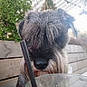 dog, pet, beard, fur, outdoor, wooden_bench, glass, straw, greenery, pergola, curious, closeup, face, shaggy, canine, nature, daylight, snout, whiskers, portrait