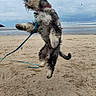 Upsy participe au concours pour gagner de l'argent avec cette photo : active, animal, beach, canine, cloudy_sky, coast, daytime, dog, energetic, fun, fur, jumping, leash, motion, nature, outdoor, pet, playful, sand, smelly_dog