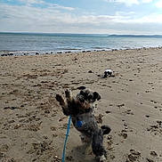 Upsy participe au concours pour gagner de l'argent avec cette photo : animal, ball, beach, clouds, coast, daytime, dog, fun, jumping, leash, nature, outdoor, pet, playful, relaxing, sand, sea, shore, sky, water