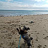 animal, ball, beach, clouds, coast, daytime, dog, fun, jumping, leash, nature, outdoor, pet, playful, relaxing, sand, sea, shore, sky, water