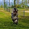 dog, running, grass, park, happy, outdoor, nature, trees, greenery, sunlight, canine, playful, animal, fur, smiling, pet, leash, bench, fence, daytime