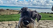 Upsy a rejoint le concours — aidez-le/la à gagner de superbes lots ! animal, beach, canine, clouds, curious, daylight, dog, fur, grass, landscape, nature, ocean, outdoor, pet, portrait, scenic, schnauzer, sky, stone_path, water
