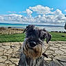 animal, beach, canine, clouds, curious, daylight, dog, fur, grass, landscape, nature, ocean, outdoor, pet, portrait, scenic, schnauzer, sky, stone_path, water