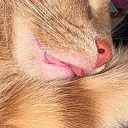 Babykid joined the competition — help win amazing prizes! animal, cat, close_up, cozy, domestic_cat, fur, ginger_cat, macro, muzzle, nose, orange_fur, pet, pink_nose, portrait, resting, sleeping, snout, soft_texture, tongue, whiskers