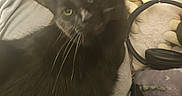 Smokey joined the competition — help win amazing prizes! cat, black_cat, pet, animal, bed, blanket, plush_toy, headphones, cozy, indoor, feline, whiskers, fur, yellow_eyes, curious, soft_lighting, close_up, resting, domestic_animal, companion