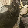 cat, black_cat, pet, animal, bed, blanket, plush_toy, headphones, cozy, indoor, feline, whiskers, fur, yellow_eyes, curious, soft_lighting, close_up, resting, domestic_animal, companion