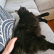 Smokey joined the competition — help win amazing prizes! cat, black_cat, fluffy, couch, sofa, pillow, hand, petting, relaxation, indoor, furniture, cozy, comfort, animal, feline, resting, domestic_pet, living_room, gray, texture