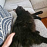 cat, black_cat, fluffy, couch, sofa, pillow, hand, petting, relaxation, indoor, furniture, cozy, comfort, animal, feline, resting, domestic_pet, living_room, gray, texture
