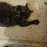 black_cat, cat, pet, furry, carpet, paw, floor, wood_floor, indoor, animal, stretching, relaxed, feline, whiskers, yellow_eyes, laying_down, closeup, domestic_cat, fur, home