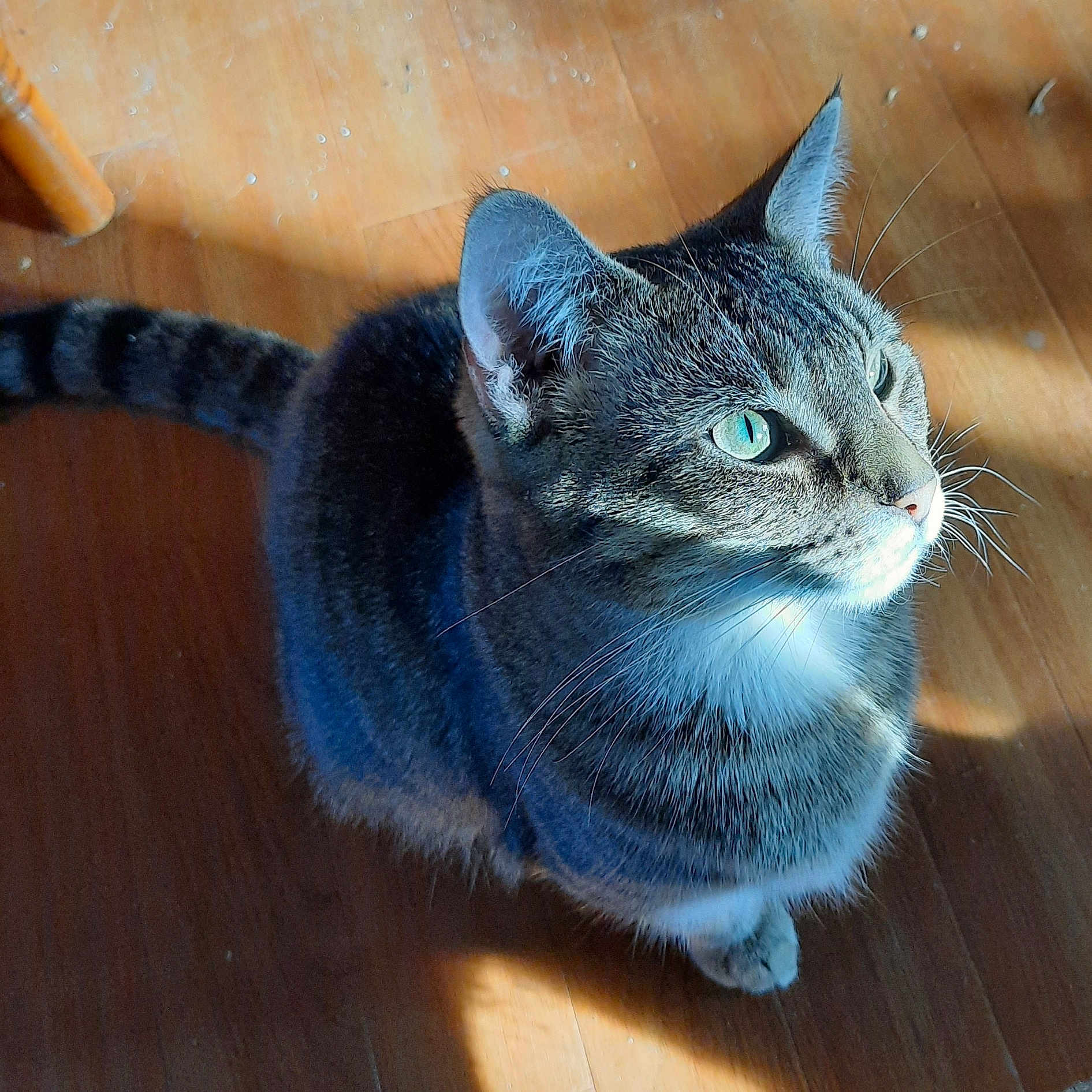 Trouble is registered to the contest to win money with this photo: cat, tabby_cat, pet, animal, feline, indoor, wooden_floor, sunlight, shadow, closeup, green_eyes, whiskers, fur, ears, tail, sitting, looking_up, domestic_cat, cute, portrait