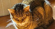Trouble is registered to the contest to win money with this photo: cat, tabby_cat, sunlight, wooden_floor, pet_bed, indoor, feline, domestic_cat, resting, cozy, fur, whiskers, closed_eyes, animal, cute, relaxed, shadow, home, warm_light, sleepy