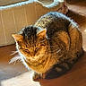 cat, tabby_cat, sunlight, wooden_floor, pet_bed, indoor, feline, domestic_cat, resting, cozy, fur, whiskers, closed_eyes, animal, cute, relaxed, shadow, home, warm_light, sleepy