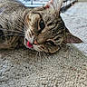Trouble is registered to the contest to win money with this photo: cat, tabby_cat, pet, animal, indoor, carpet, close_up, tongue_out, relaxed, whiskers, fur, cute, lying_down, texture, blurred_background, home, feline, ears, nose, floor