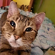 Trouble joined the competition — help win amazing prizes! cat, tabby_cat, close_up, whiskers, bed, blanket, indoor, feline, pet, curious, ears, face, eyes, sleepy, cozy, fur, domestic_animal, resting, animal_portrait, soft_light