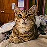 Trouble joined the competition — help win amazing prizes! cat, tabby, pet, animal, indoor, cozy, feline, whiskers, ears, fur, portrait, closeup, relaxed, cute, domestic, household, bedroom, resting, looking, comfort