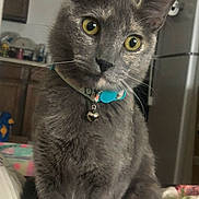 Stormy joined the competition — help win amazing prizes! alert, animal, bell, cat, close_up, collar, curious, cute, domestic_cat, feline, fur, gray_cat, household, indoor, kitchen, pet, portrait, sitting, whiskers, yellow_eyes