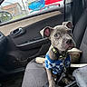 Lucky joined the competition — help win amazing prizes! puppy, dog, car_interior, car_seat, blue_shirt, seatbelt, window, door_handle, side_mirror, center_console, toilet_paper, leash, collar, seat_fabric, bag, outdoor, truck, sky, trees, curious