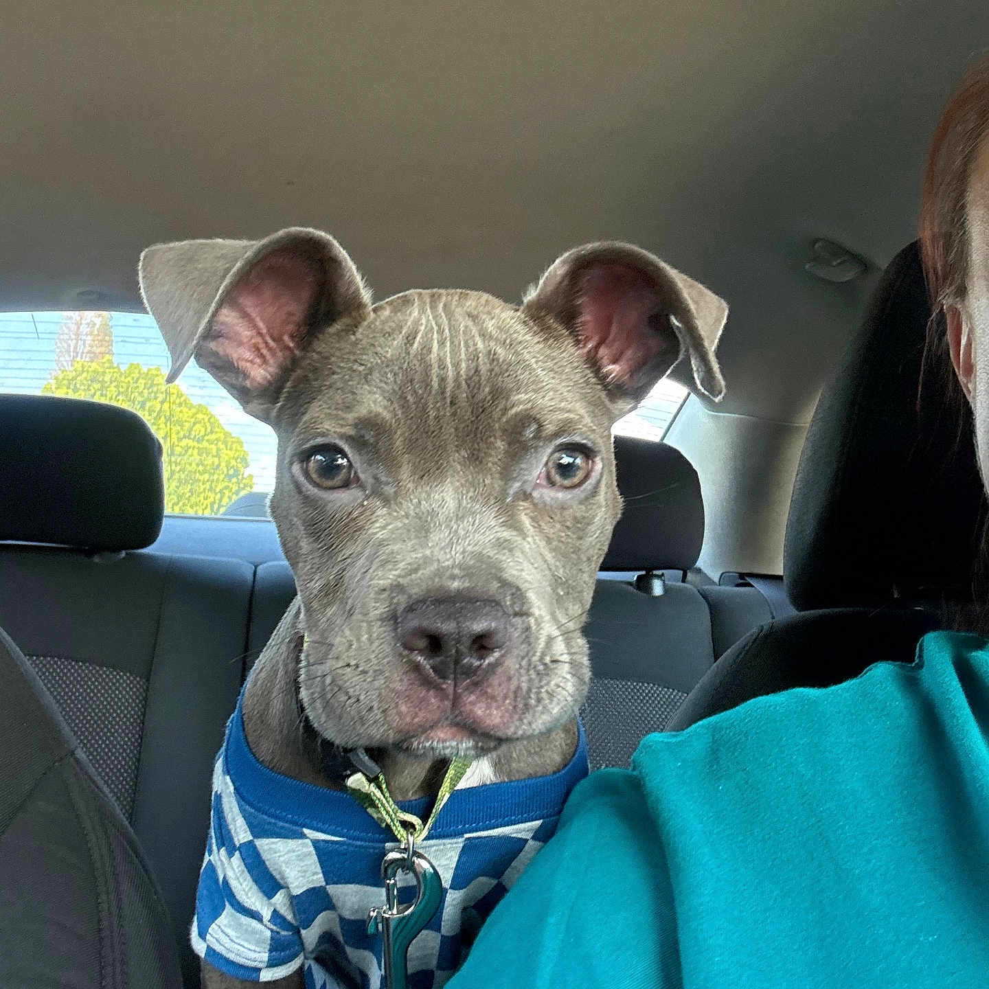Lucky is registered to the contest to win money with this photo: puppy, dog, car_interior, backseat, blue_shirt, checkered_pattern, pet, animal, seat, window, collar, leash, curious, young_dog, indoors, person_partial, headrest, seatbelt, daylight, expression