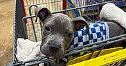 Lucky is registered to the contest to win money with this photo: puppy, dog, shopping_cart, blanket, store, aisle, floor, pet, clothing, cute, animal, domestic_animal, young, fur, ears, eyes, metal, handle, retail, indoor