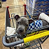 puppy, dog, shopping_cart, blanket, store, aisle, floor, pet, clothing, cute, animal, domestic_animal, young, fur, ears, eyes, metal, handle, retail, indoor