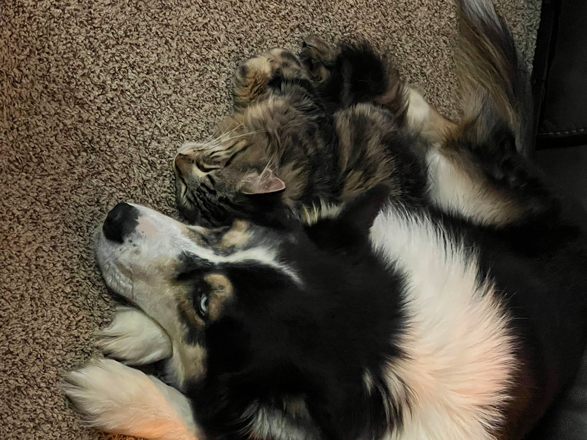 Apollo joined the competition — help win amazing prizes! border_collie, canidae, carnivore, claw, comfort, companion_dog, dog, dog_breed, felidae, fur, monochrome, paw, small_to_medium_sized_cats, snout, sporting_group, tail, terrestrial_animal, whiskers, working_animal, working_dog