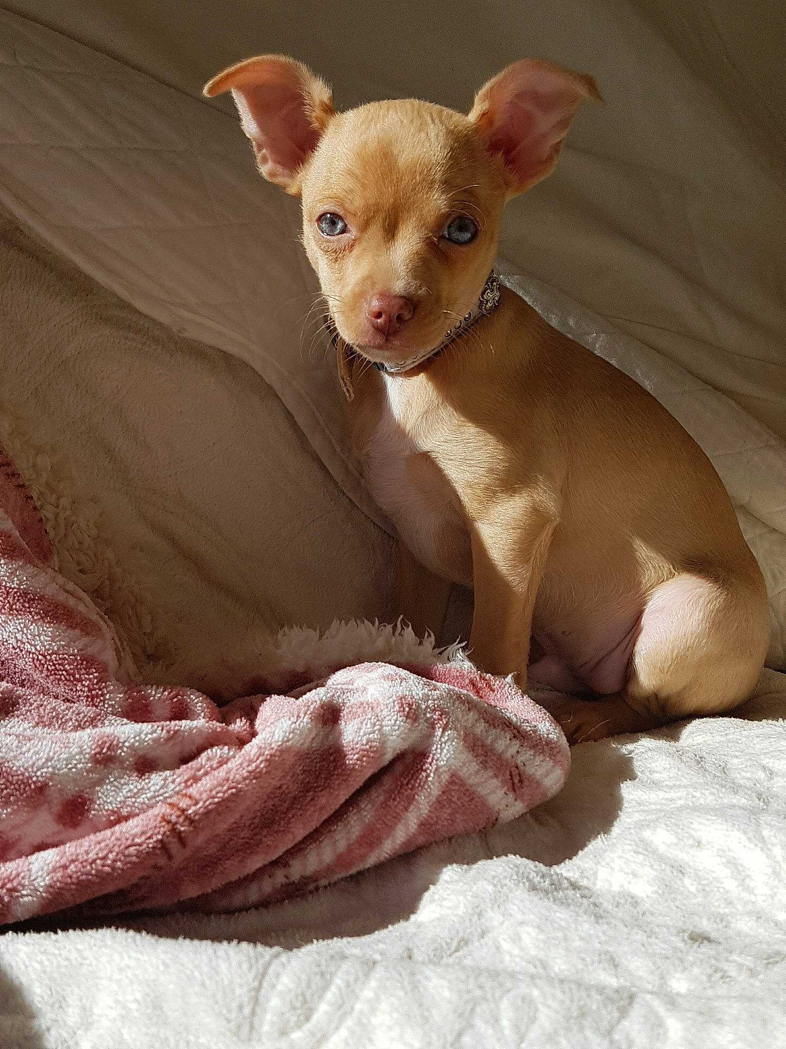 Nemo a rejoint le concours — aidez-le/la à gagner de superbes lots ! canidae, carnivore, comfort, companion_dog, dog, dog_breed, ear, fawn, fur, linens, liver, paw, peach, pink, snout, sporting_group, tail, terrestrial_animal, toy_dog, whiskers