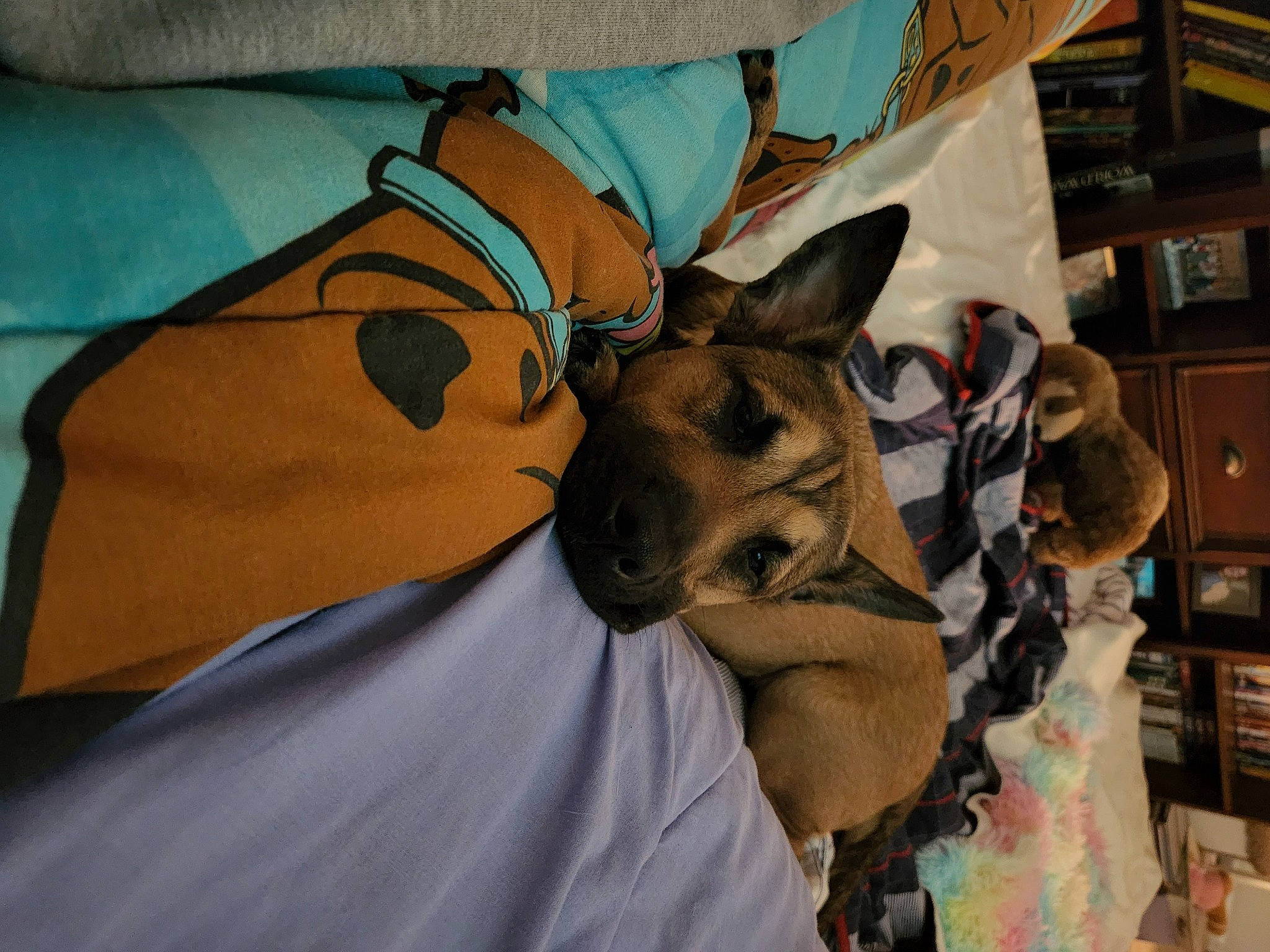 Maya joined the competition — help win amazing prizes! bag, carnivore, dog_breed, eyewear, fawn, felidae, fur, grey, headgear, linens, mammal, room, shelf, sleeve, small_to_medium_sized_cats, street_fashion, t_shirt, vertebrate, whiskers, working_animal